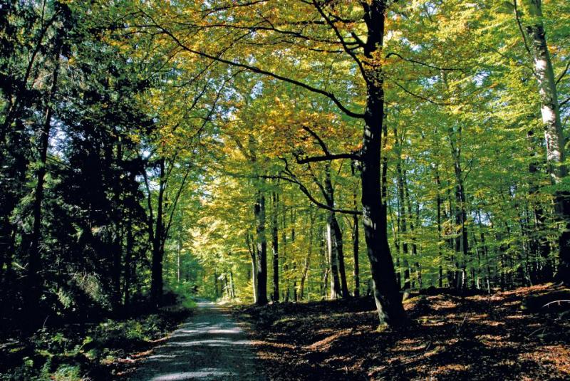 Bild Nr. 2