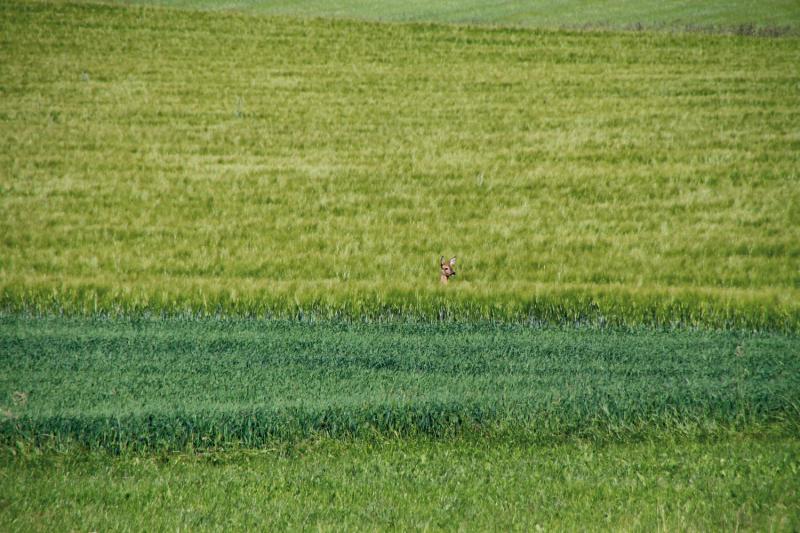 Bild Nr. 5