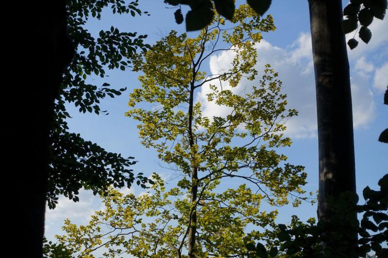 Bild Nr. 5