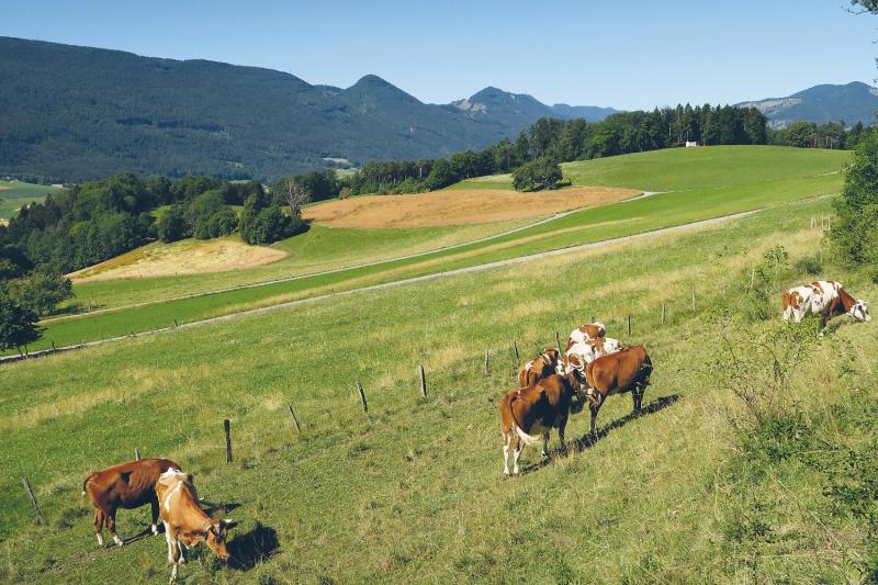 Bild Nr. 4