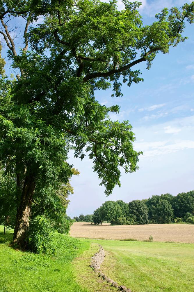 Bild Nr. 5