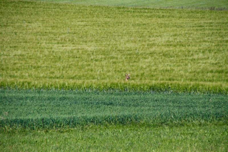 Bild Nr. 2