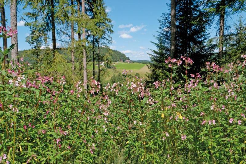 Bild Nr. 2